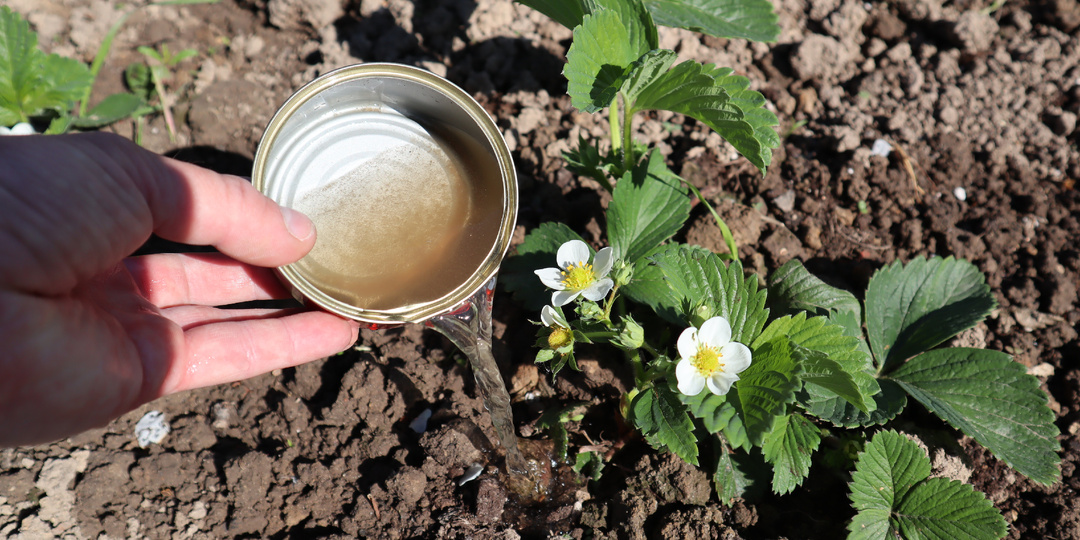 Подкормите этим клубнику во время цветения чтобы было пропасть ягоды.