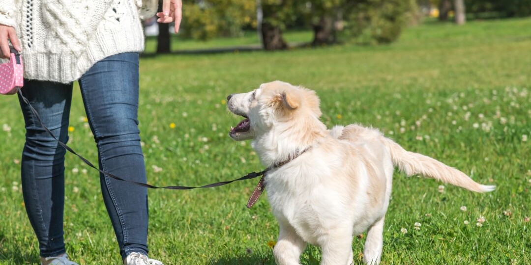 Результаты исследования: что на самом деле продлевает жизнь вашей собаке