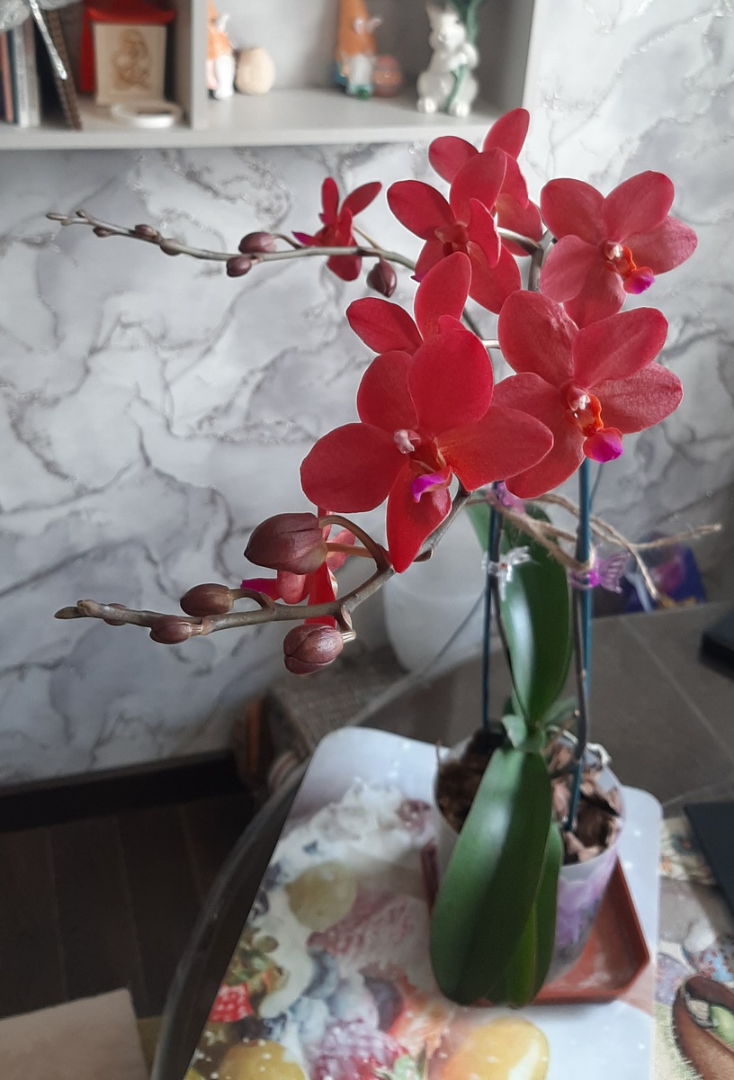 Сокровище Будды