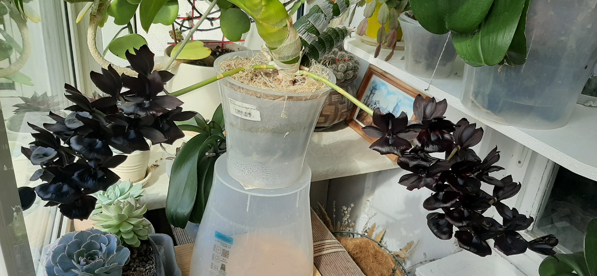 Черная катасетумная орхидея Монниерара в полном роспуске. Пахнет черным перцем и ментолом