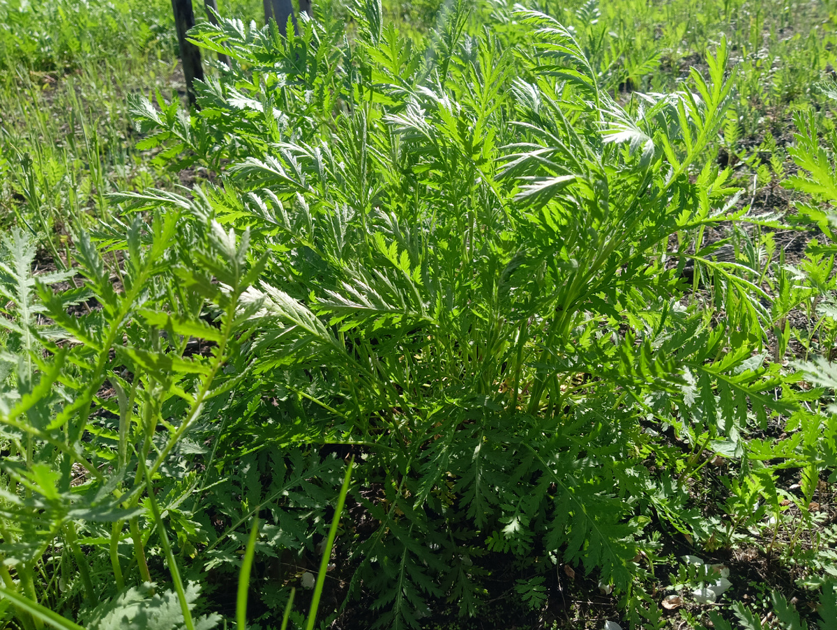 Амброзия полыннолистная