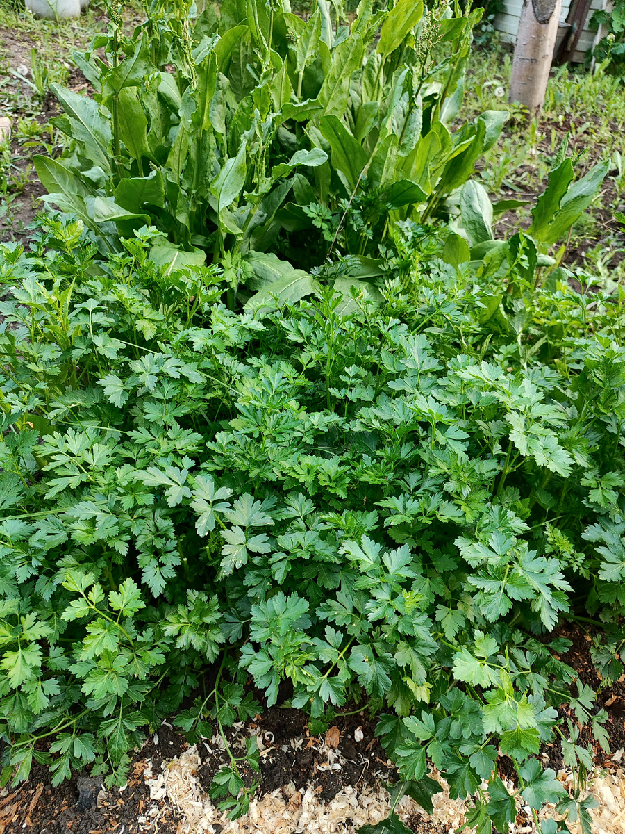 Грядка с петрушкой и щавелем.