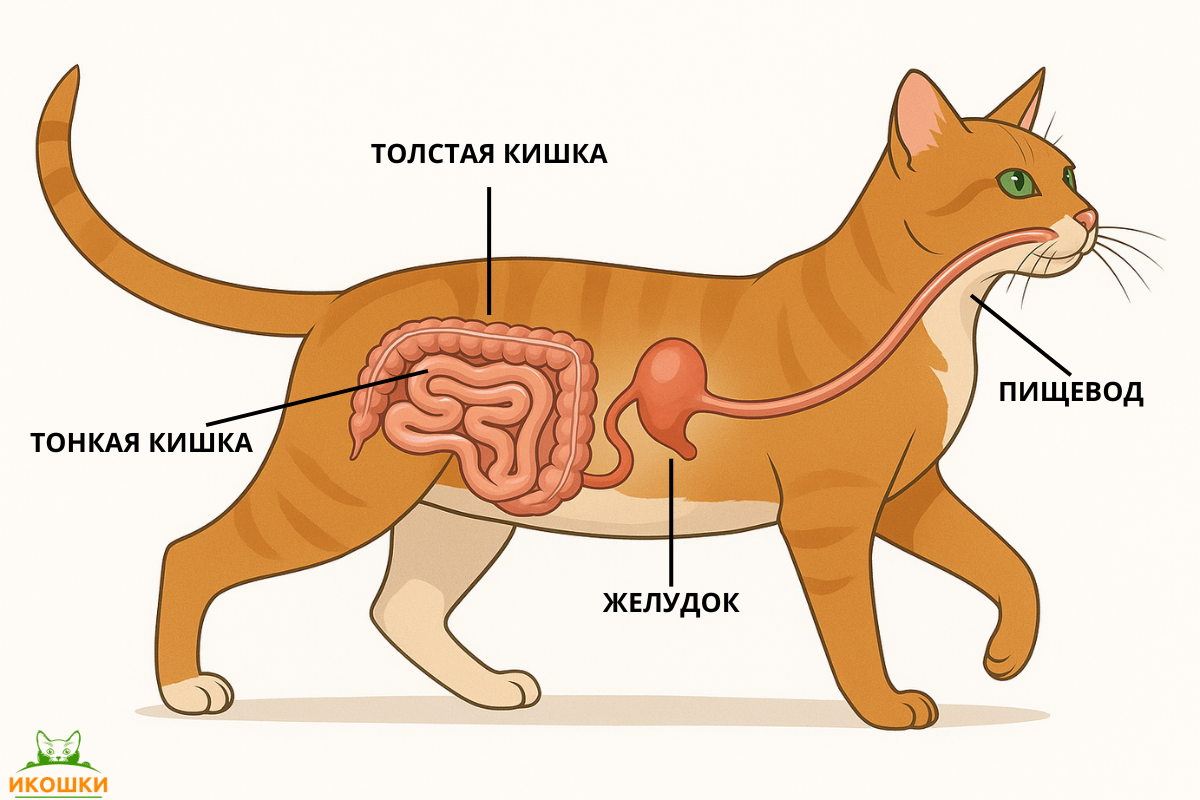 Иллюстрация системы пищеварения кошки