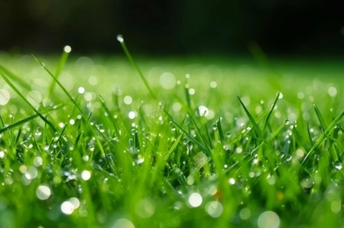    День Иова-горошника.