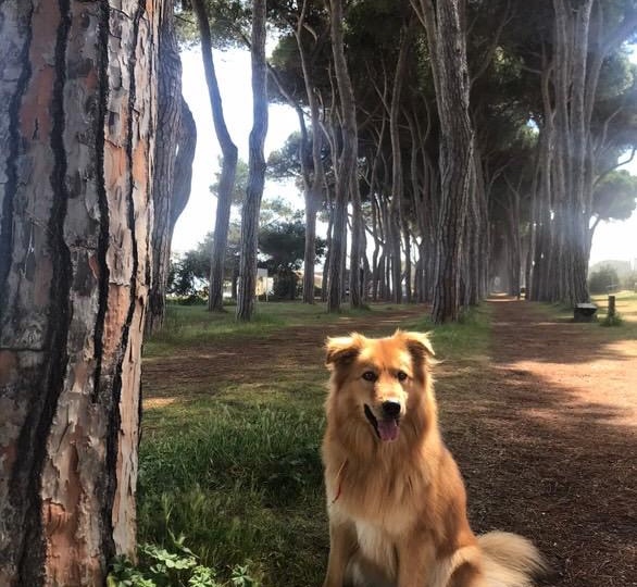 Привет из дома от Иштар😍