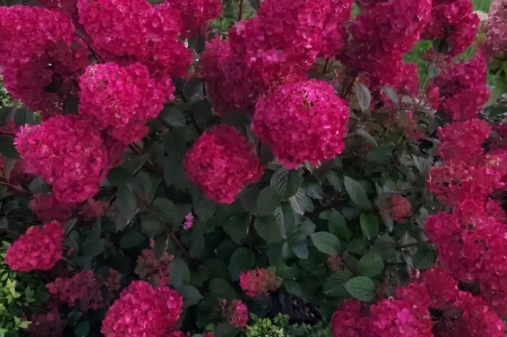 Гортензия Самарская Лидия.