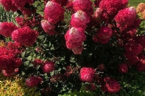 Сорт гортензии Самарской Лидия.