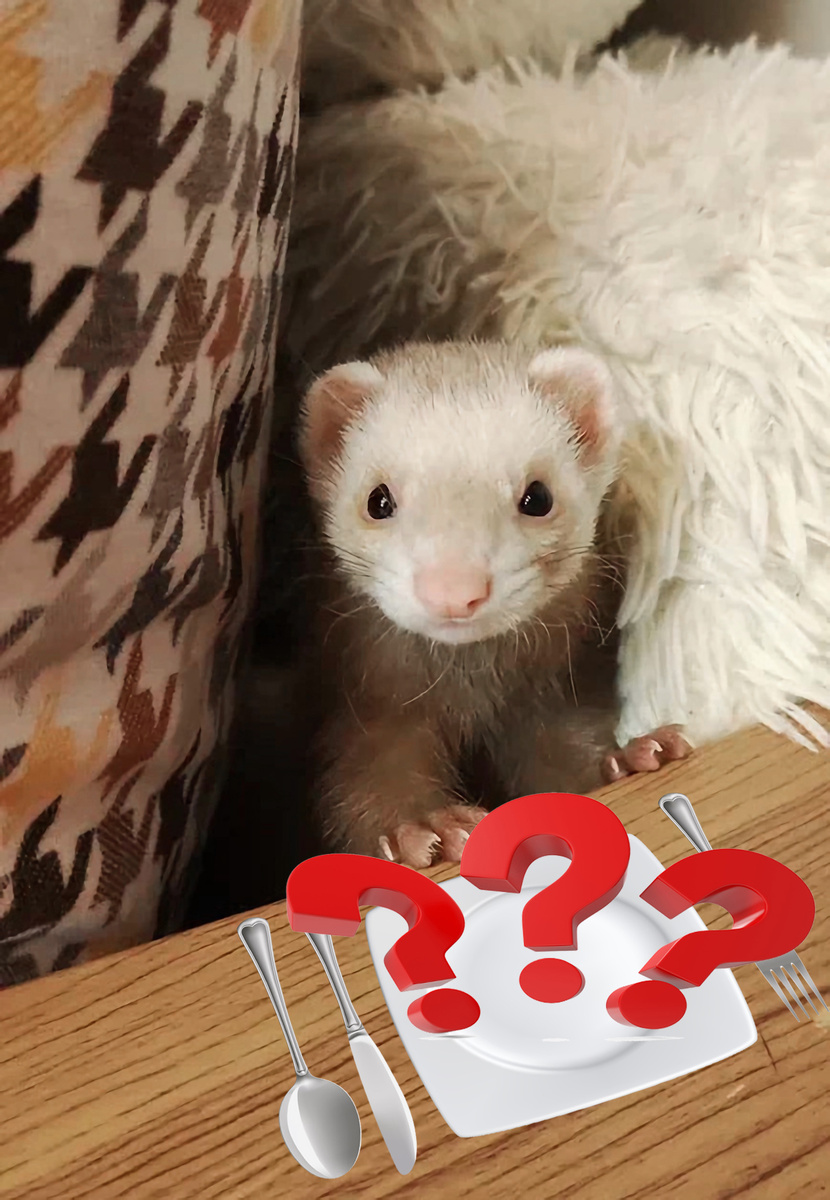 #домашний хорёк #Ася