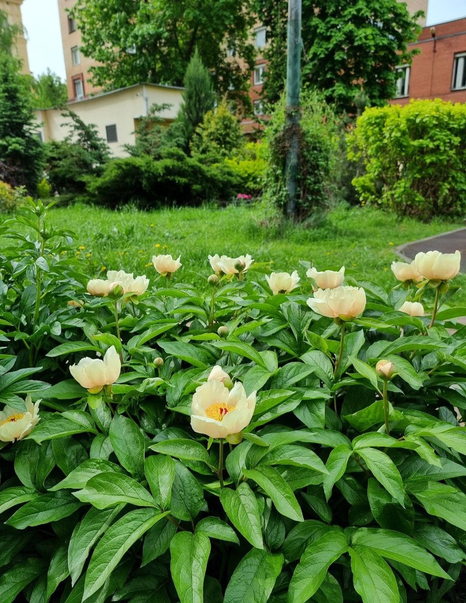 Пион "Лунная дорога" всегда зацветает первым, предваряя пионовый фестиваль в нашем дворе.