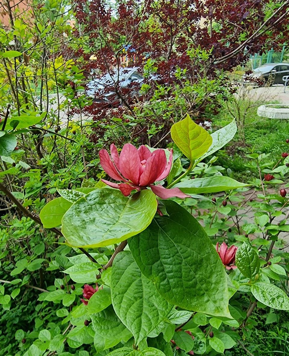 Calycanthus raulstonii ‘Hartlage Wine’. Москва. Май.