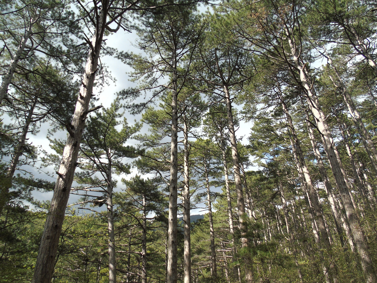 РОмановское шоссе идет сквозь сосновый лес