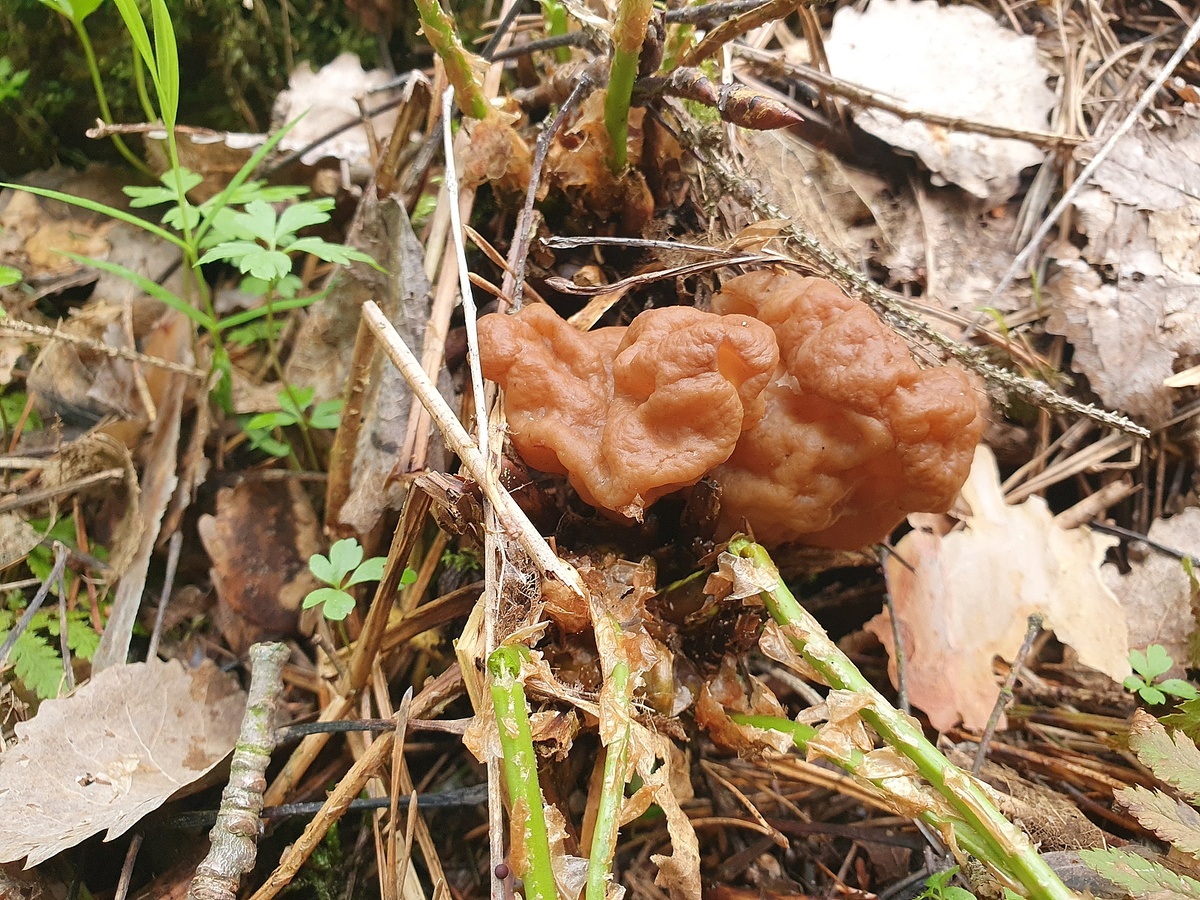 Строчок гигантский (Gyromitra gigas)