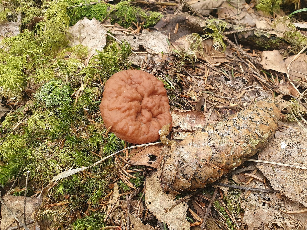 Дисцина щитовидная (Discina perlata)