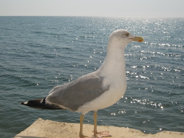 Просто чайка. Просто для обложки.