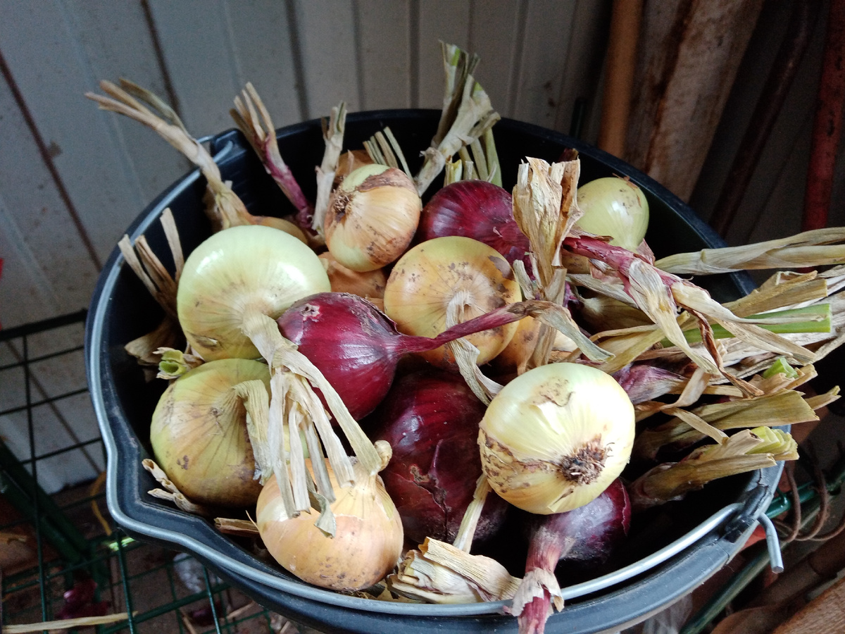 урожай 2024/ф ото автора. 