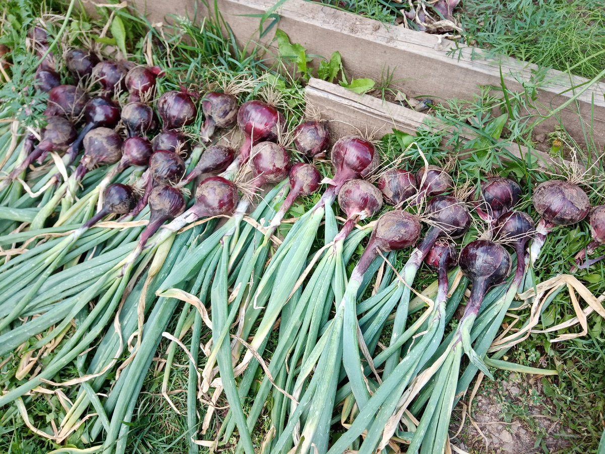 Лук Кармен. Урожай 2024 года/фото автора