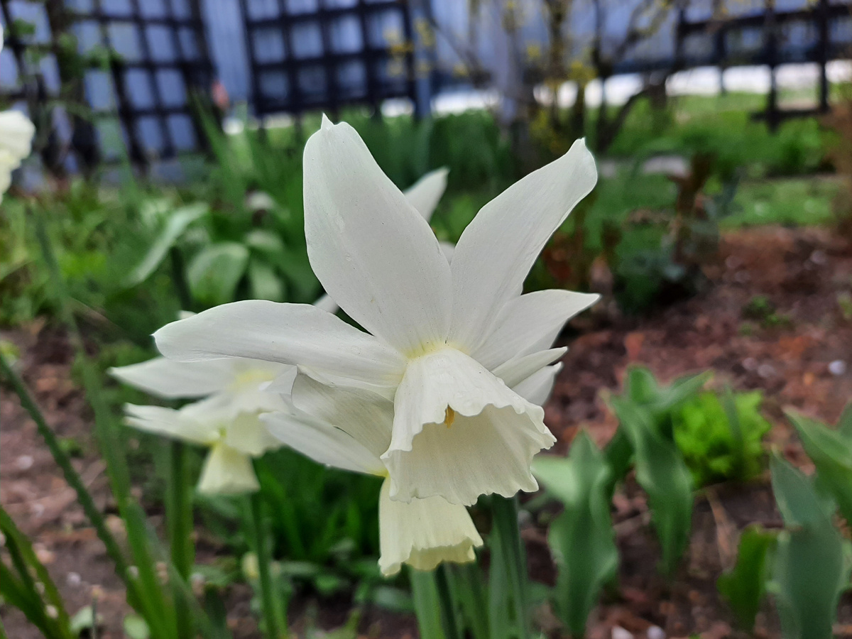 Нарцисс Thalia