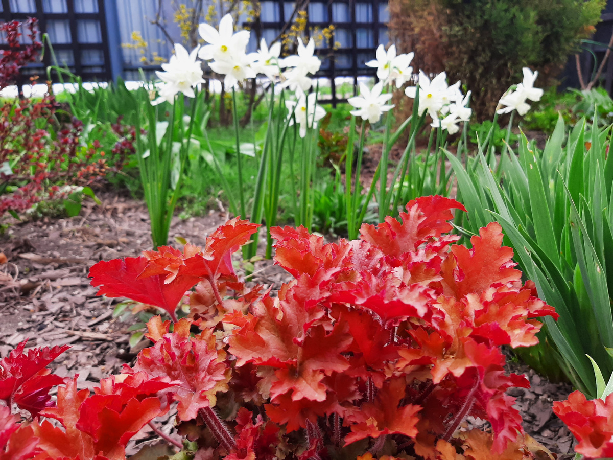 Нарцисс Thalia