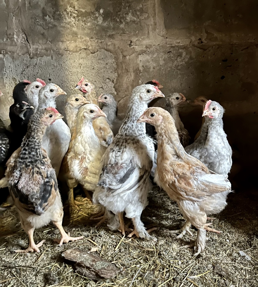 Молодняк несушек