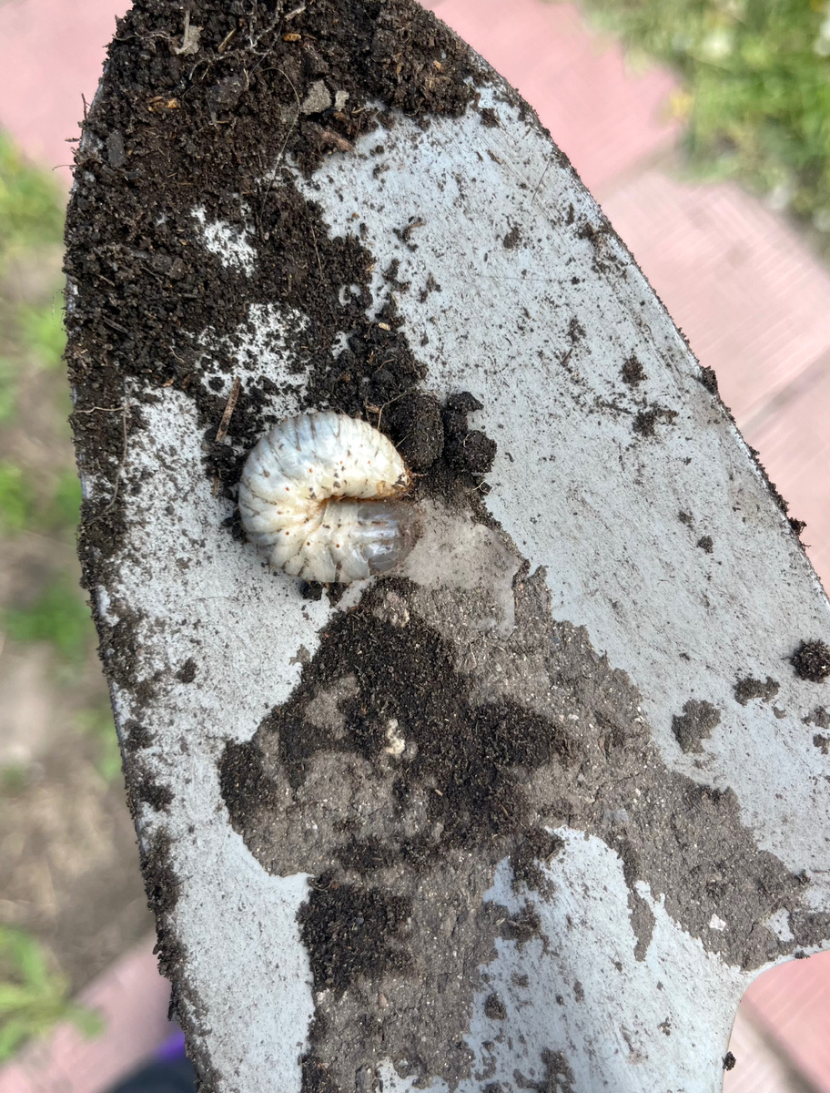 Личинка жука - вкусняшка для кур