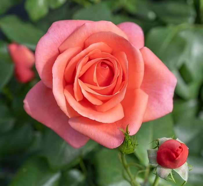 фото взято с сайта https://pailish.livejournal.com/1385182.html?ysclid=matwlbipsb349584836 