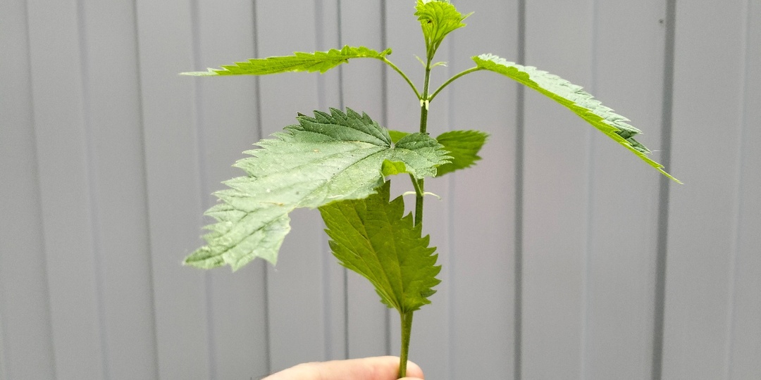 Жизнь продлевает крапива. Но только умным пенсионерам
