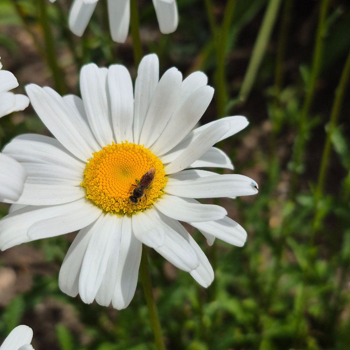 Степные ромашки в Перевальном.