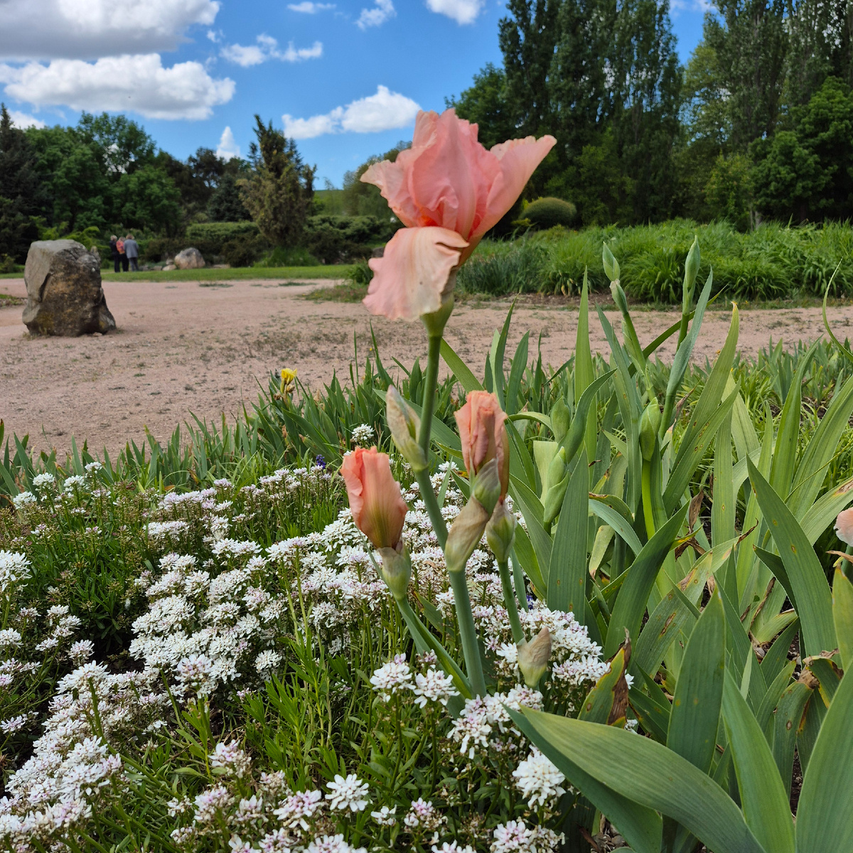 ботанический сад КФУ