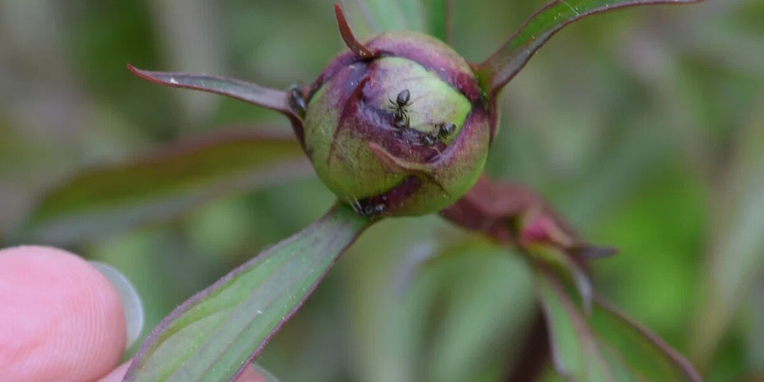 50 мл на 10 л воды для обработки пионов от муравьев в мае