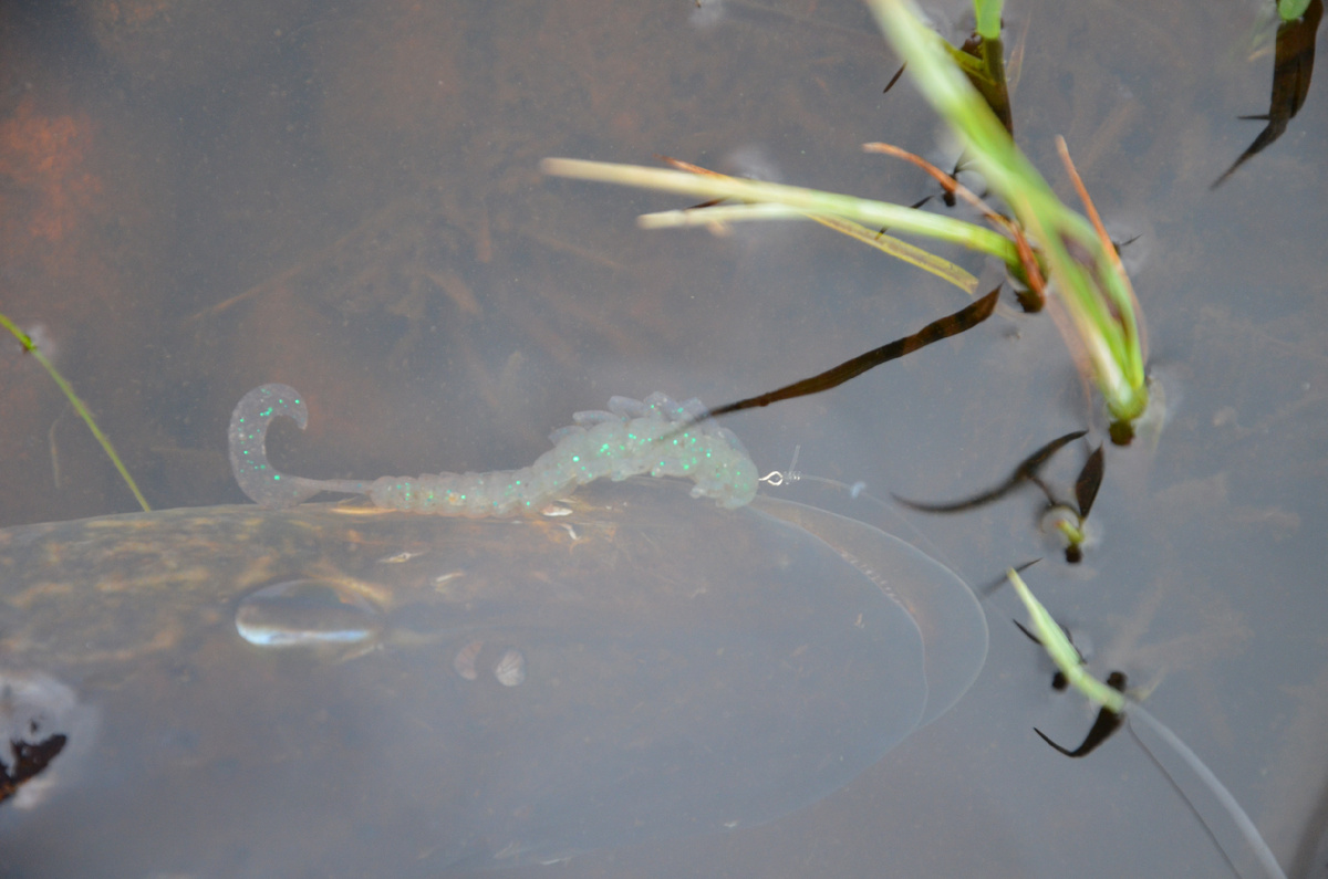  Мелкая силиконовая приманка и достаточно крупная щука, соблазнившаяся на нее.