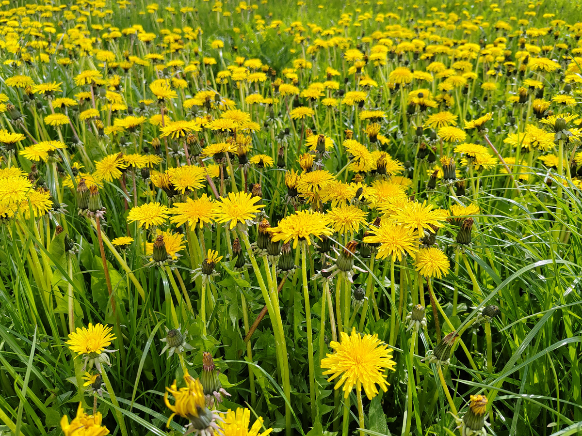 Поля одуванчиков
