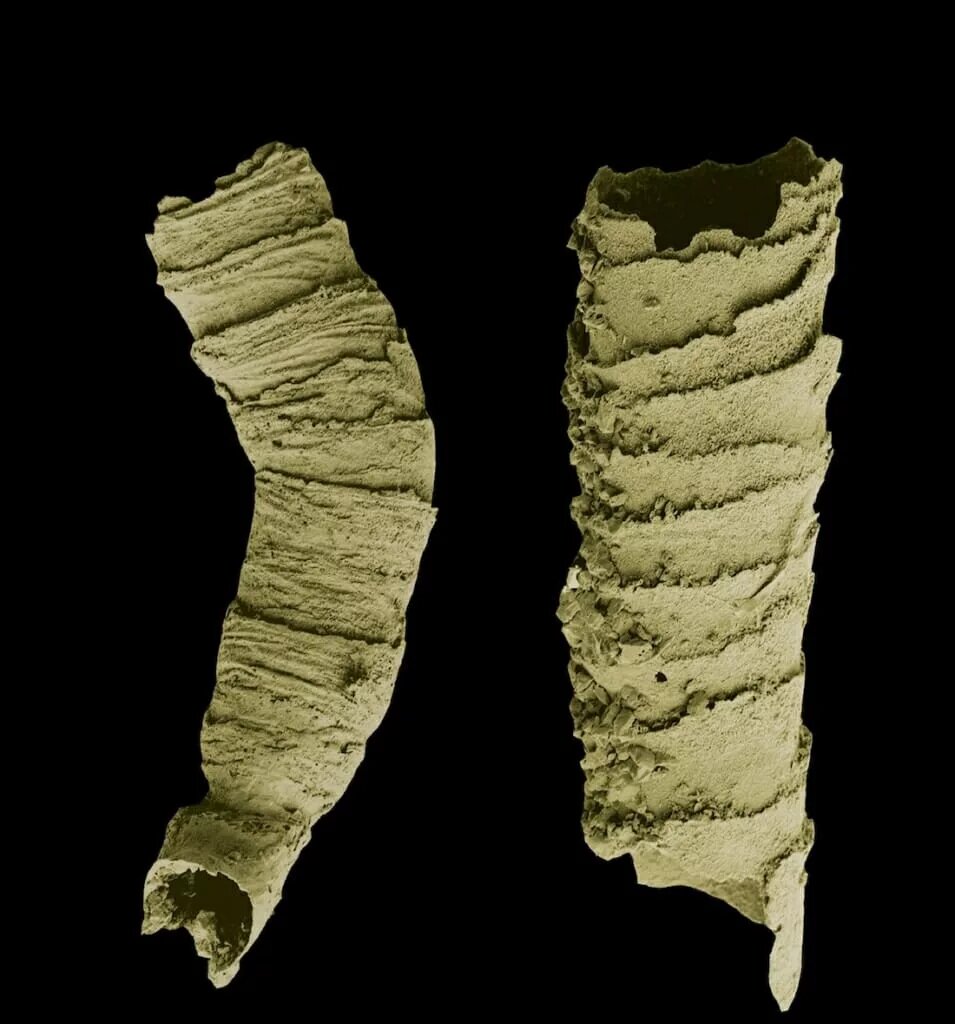 Ископаемая раковина клоудины.