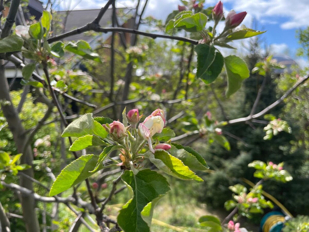 Из-за конфликтов в СНТ многие садоводы приезжают на свои участки без особого желания