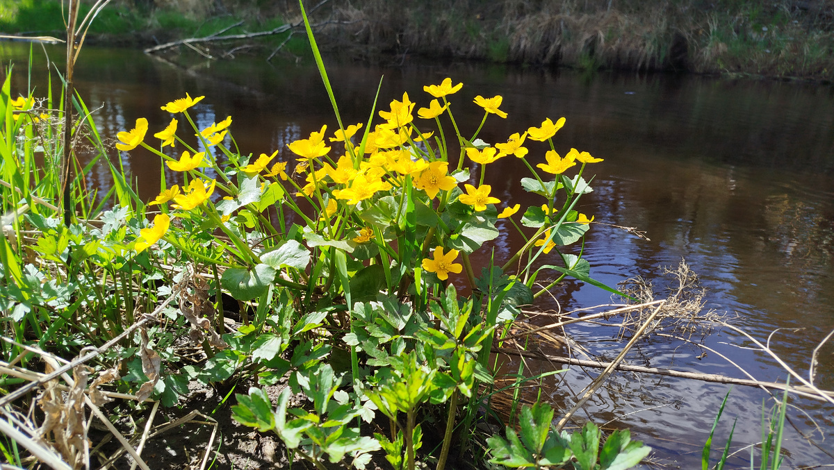 Весенние цветы