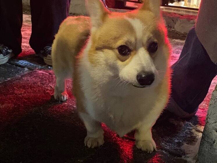     Животные могут определять наличие раковых клеток с точностью до 93%. Фото: Архив МК в Великом Новгороде