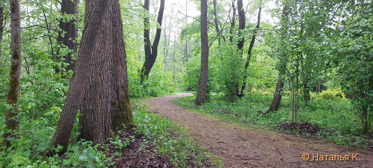 Фото автора канала. Вид на велосипедную дорожку от терема (экотропа).