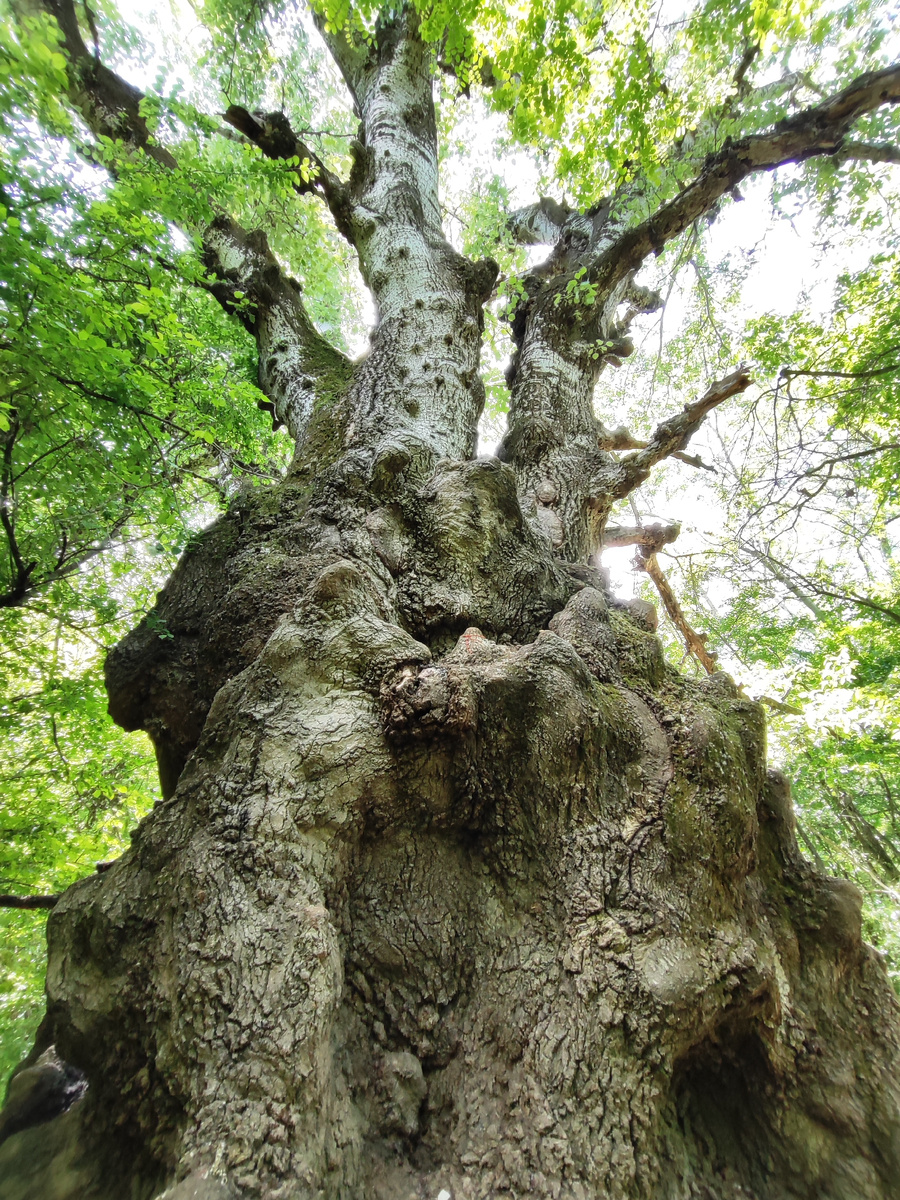 Тополь в заказнике Сафонова дача (май 2025 года)