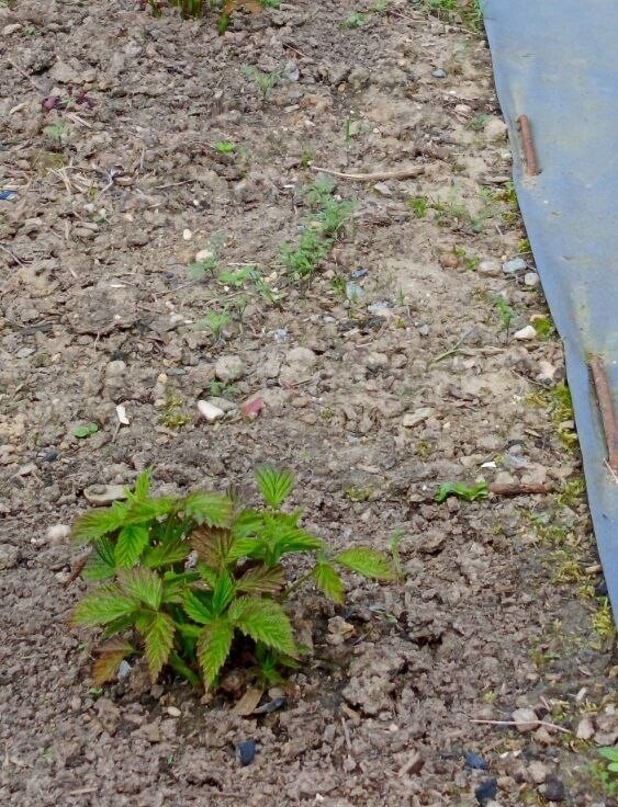 Малина ждет свою порцию азота, ну как тут отказать?