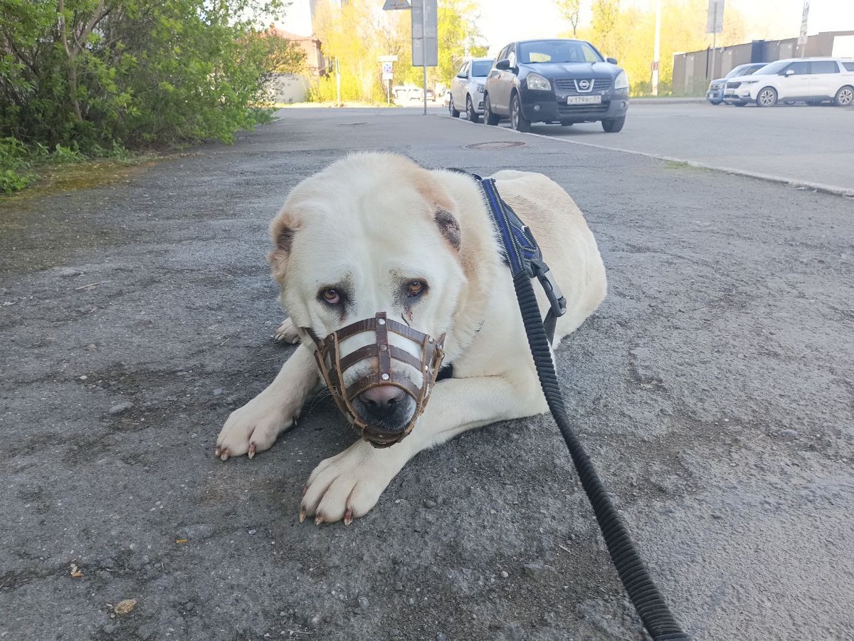 В Перми пришлось надеть намордник , 
