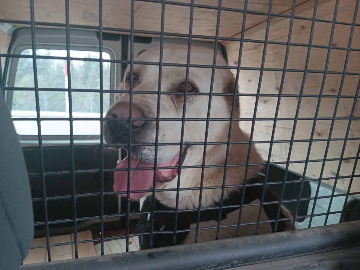 Дорогу перенесла хорошо.