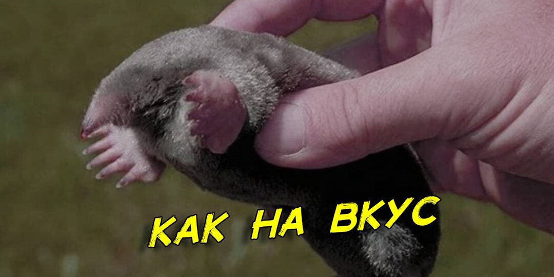 Можно ли есть крота, если припрёт. Денег уже нет, а на даче их полно