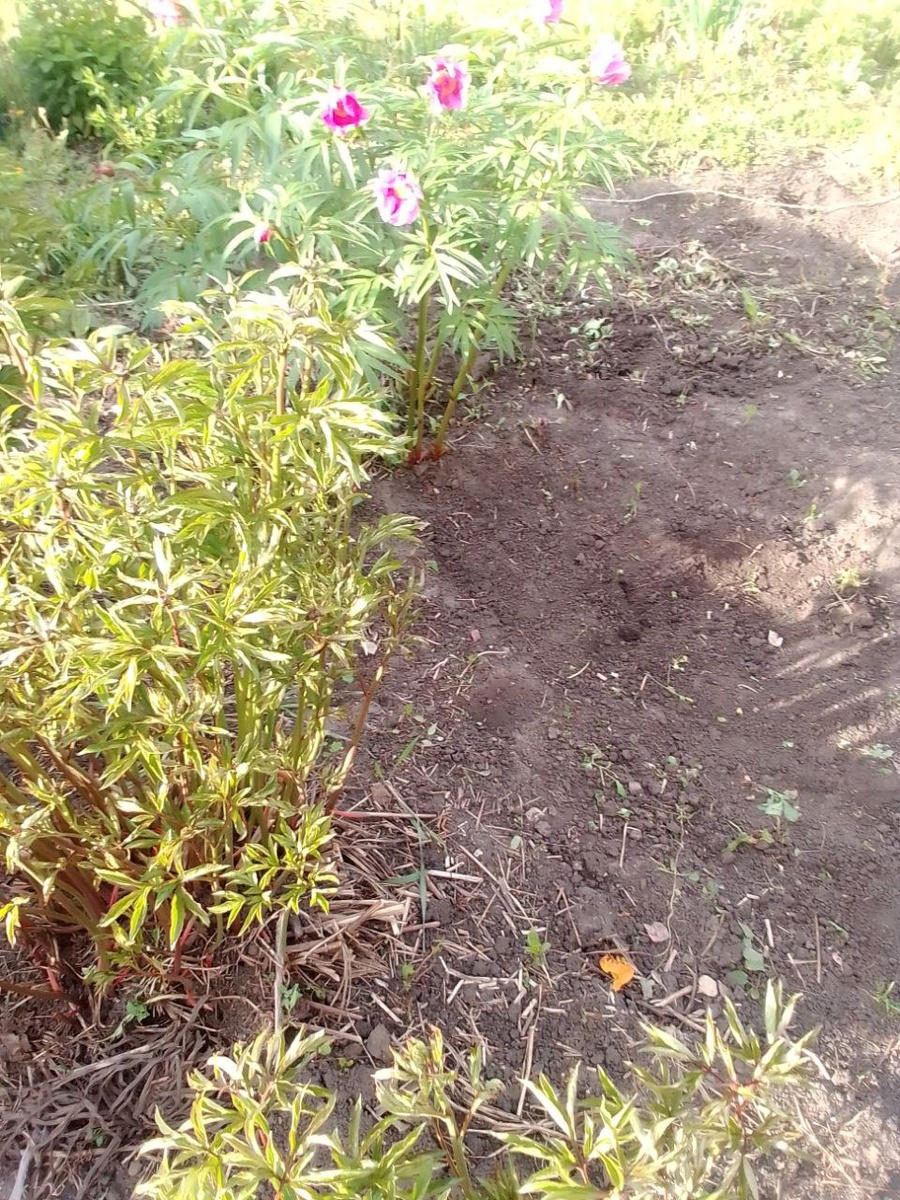 Марьин корень