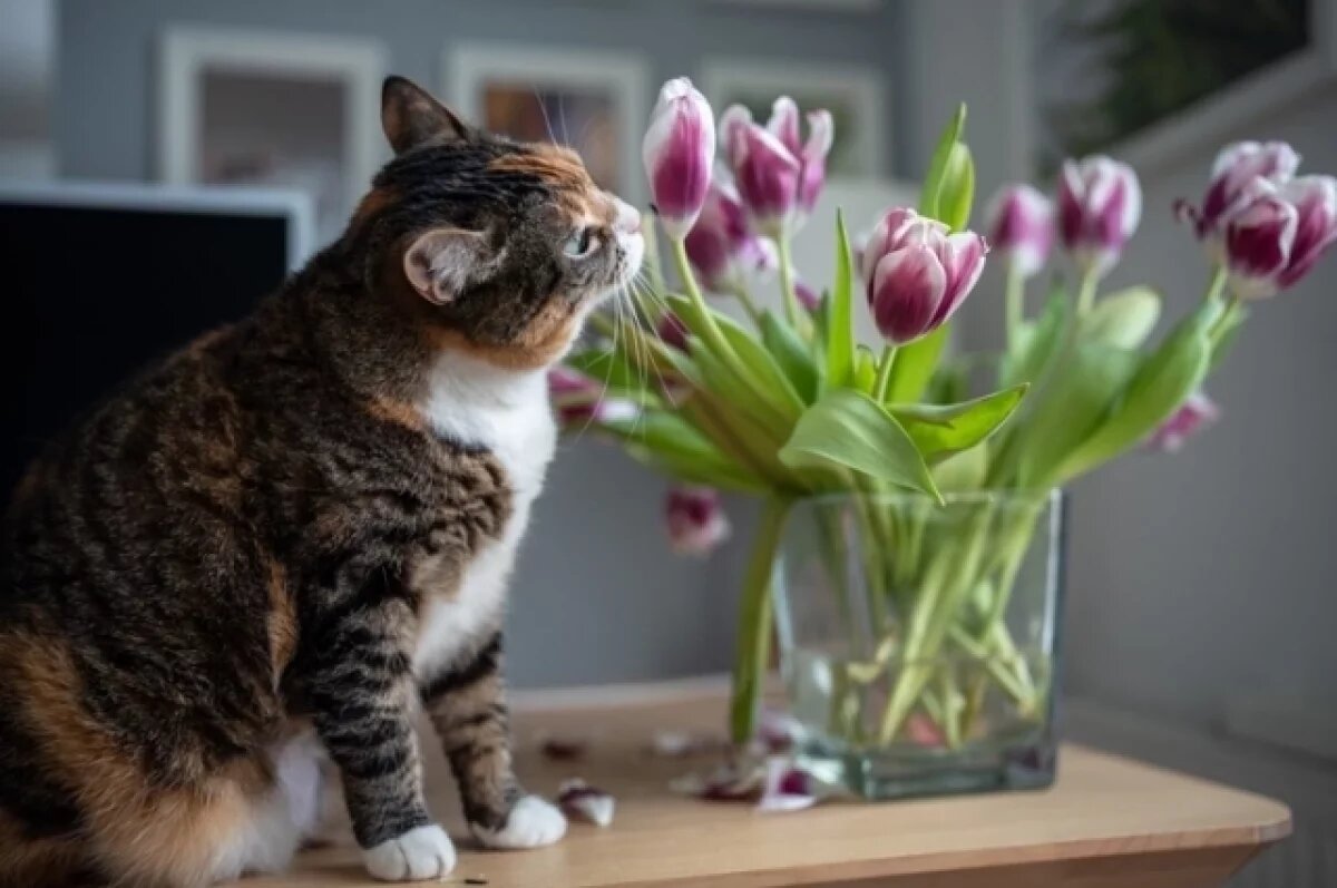    Ветеринар Резаков объяснил, как приучить к купанию взрослую кошку