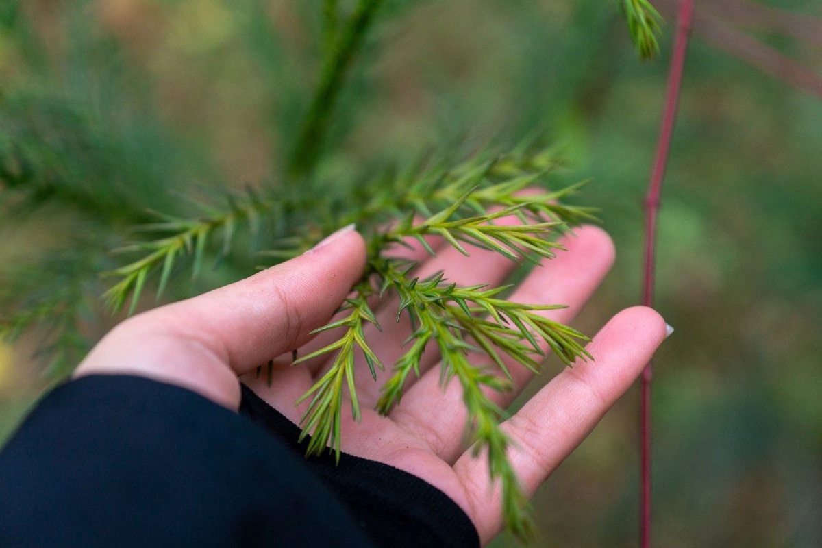 Криптомерия Японская