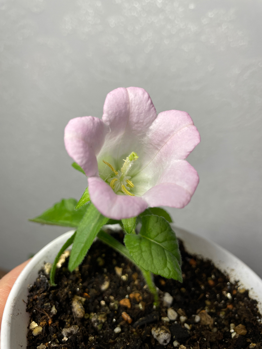 Колокольчик 