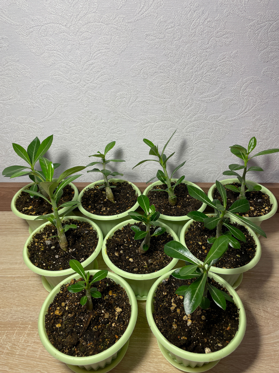 Мои адениумы