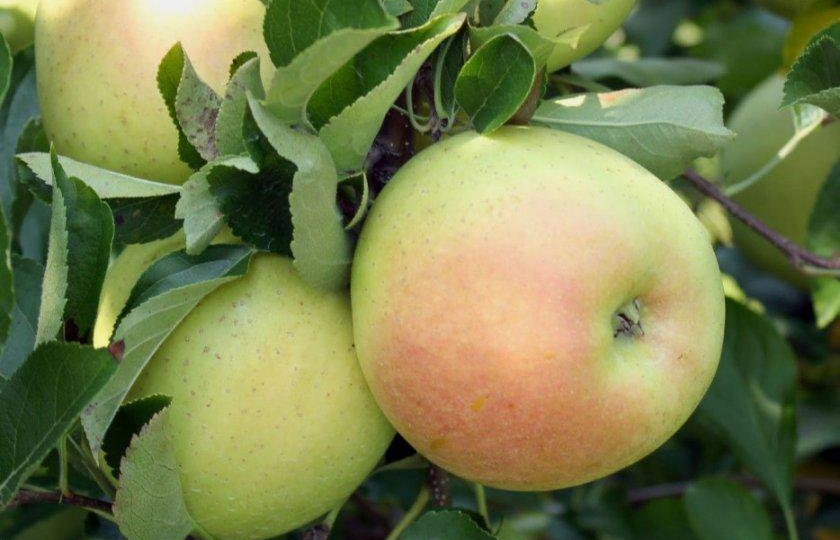 🍏 Тайна старинного яблока. сокровище советских садов с рекордным витамином С, которое старательно заставляют забыть 🍎