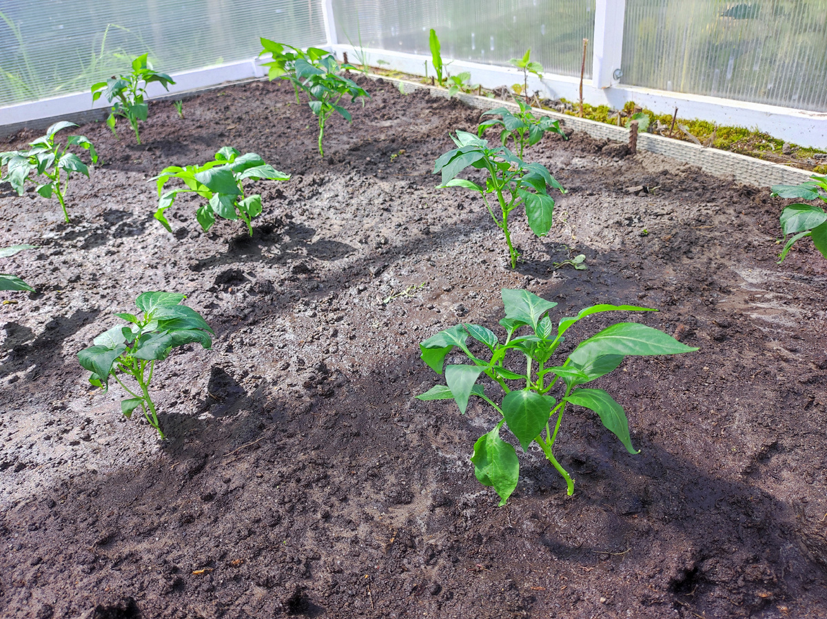 Фото автора, рассада сладкого перца в теплице, май 2024 года