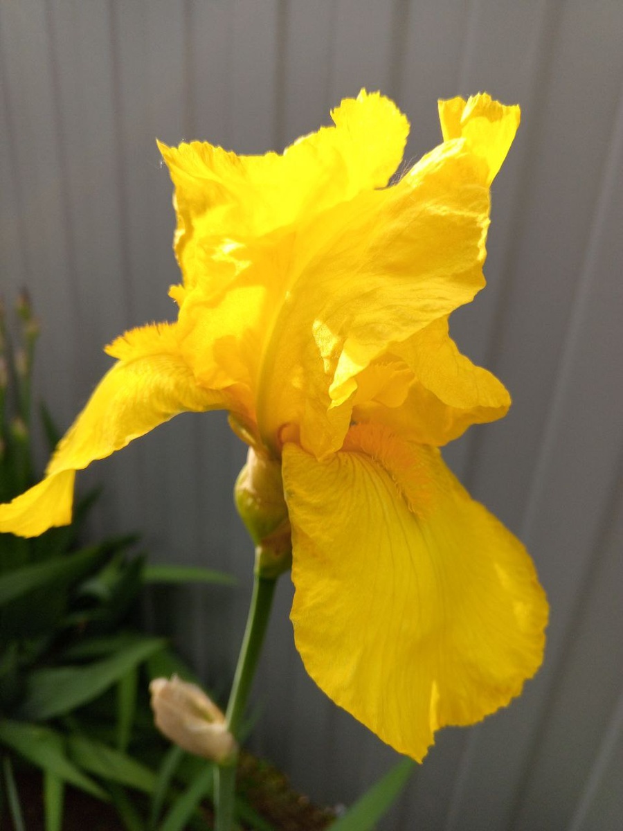 Цветок Ирис