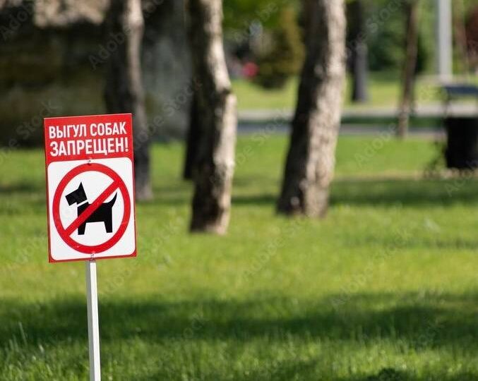 Как из ИИ сделали надзирателя за горожанами с собаками: разочарование «умного» города